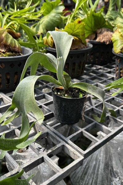 Platycerium willinckii Yellow Moon × Cloud Series sporeling – rare hybrid staghorn fern