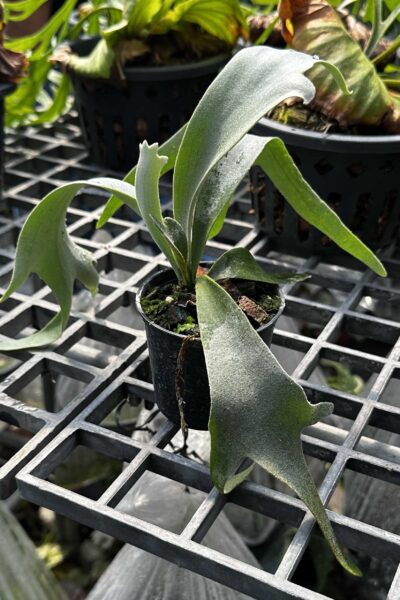 Platycerium willinckii Yellow Moon × Cloud Series sporeling – rare hybrid staghorn fern