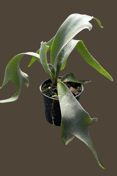 Platycerium willinckii Yellow Moon × Cloud Series sporeling – rare hybrid staghorn fern