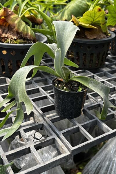 Platycerium willinckii Yellow Moon × Cloud Series sporeling – rare hybrid staghorn fern