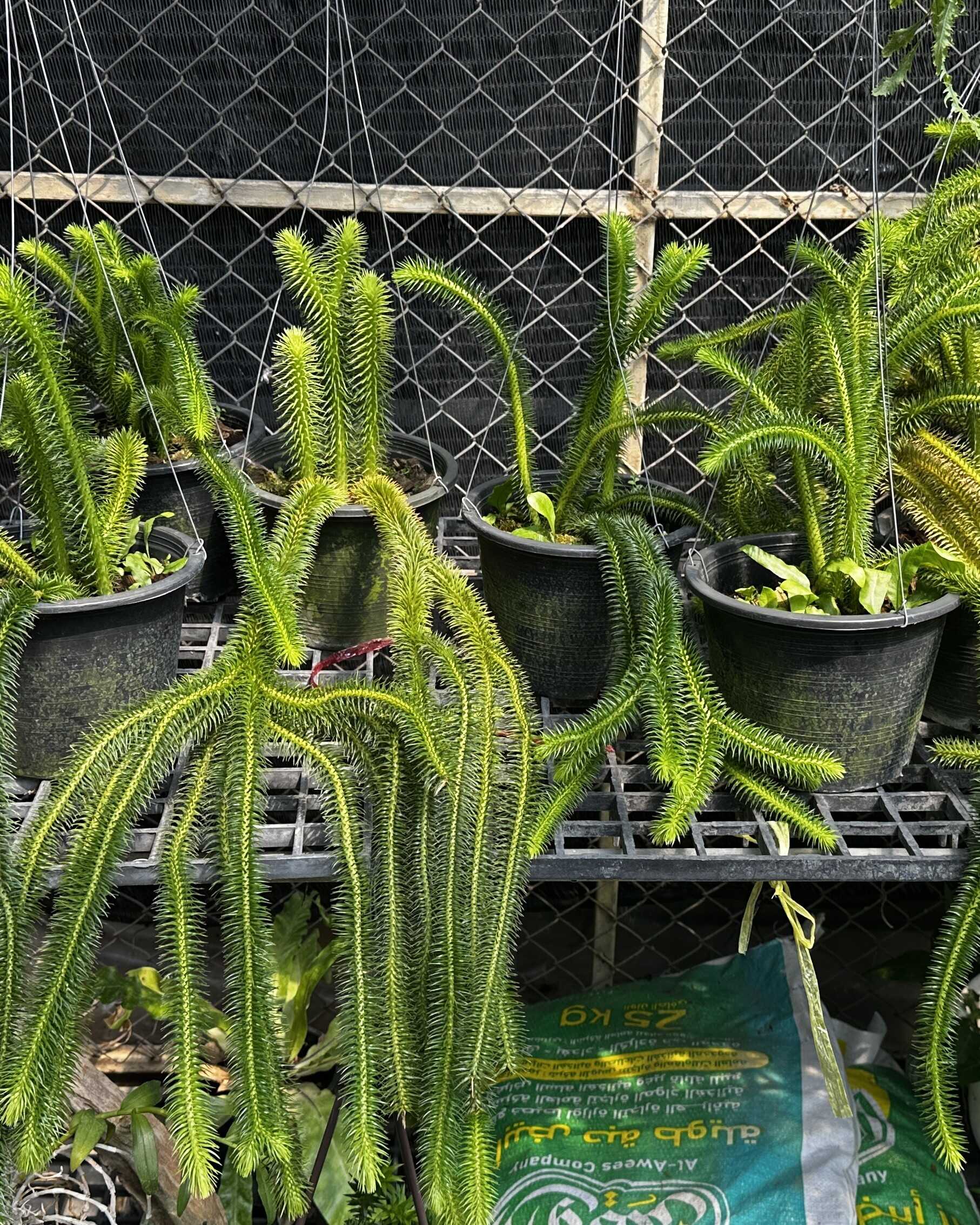 Huperzia squarrosa – Buy Online | Sib Orchid Huperzia squarrosa