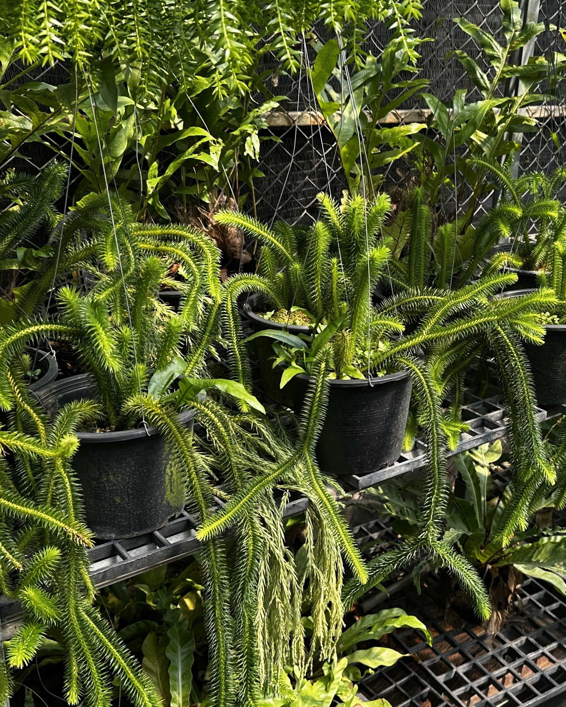 Huperzia squarrosa – Buy Online | Sib Orchid Huperzia squarrosa