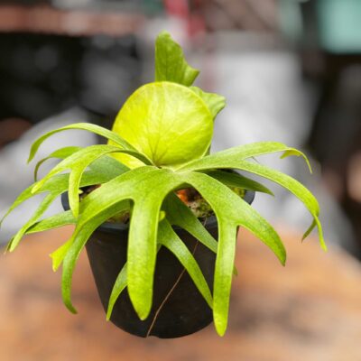 Platycerium coronarium Dwarf (Philippine)