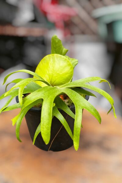 Platycerium coronarium Philippine Dwarf 