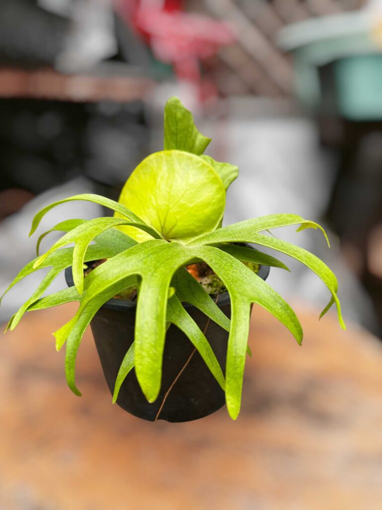 Platycerium Coronarium Dwarf (Philippine) | SibOrchid.com