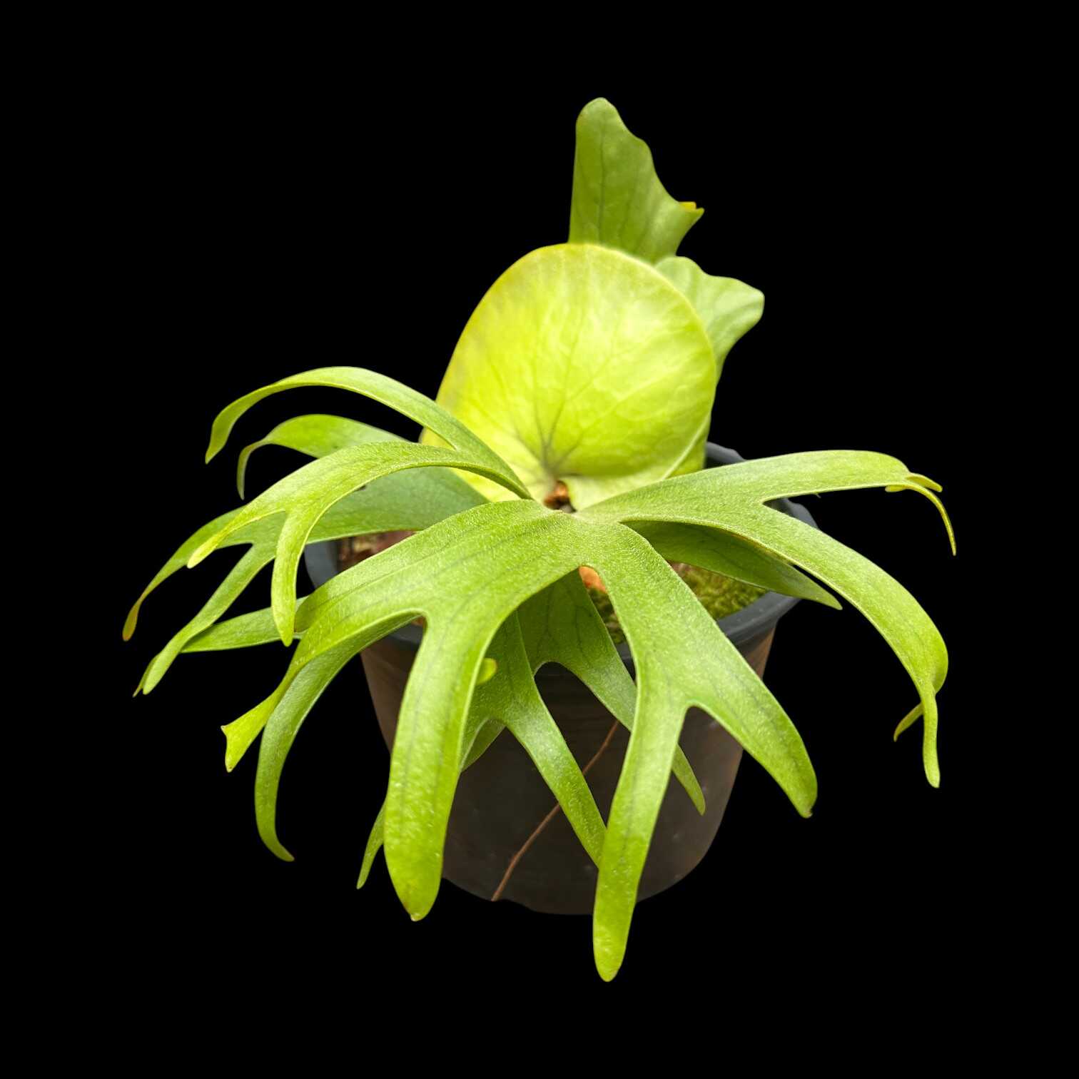 t*w様 ビカクシダ コロナリウム フィリピネスドワーフ 101 P