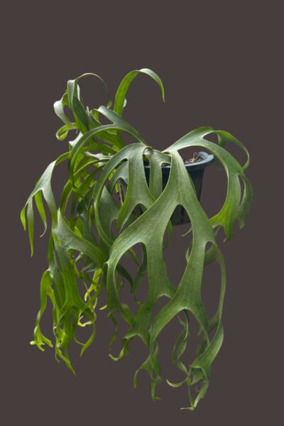 Platycerium Snow-White