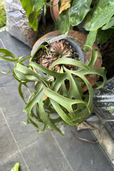 Platycerium Snow-White