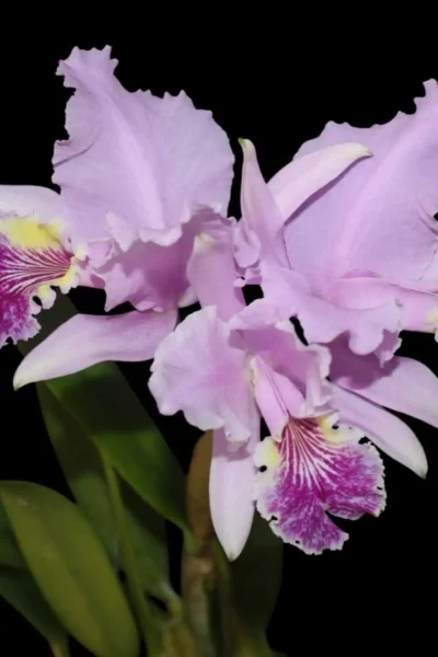 Cattleya & Laelia