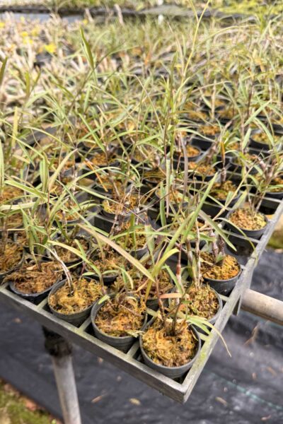 Dendrobium falconeri