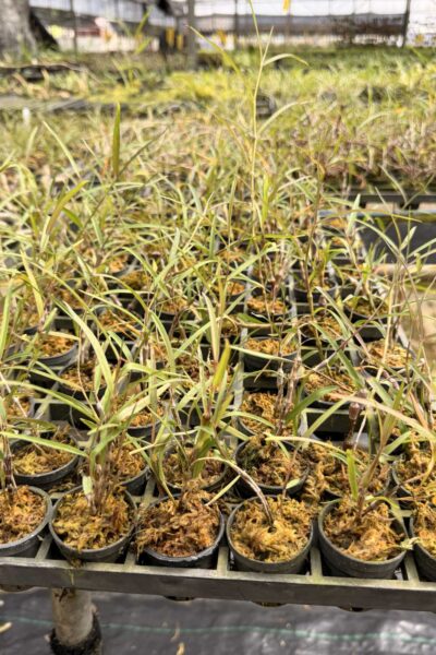 Dendrobium falconeri