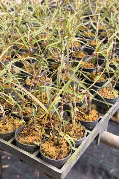 Dendrobium falconeri