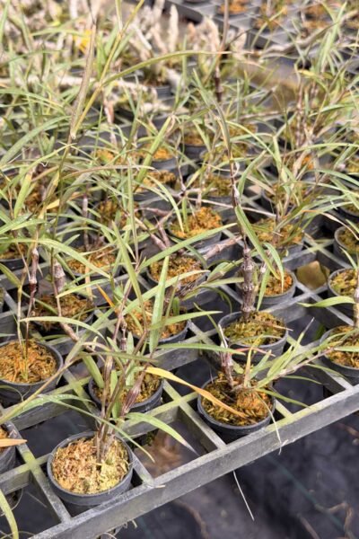 Dendrobium falconeri