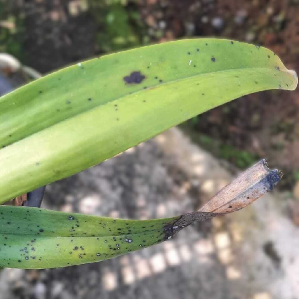 How to Control Common Orchid Pests and Diseases: The Ultimate Grower’s Guide (2025 Update) orchid plant for sale