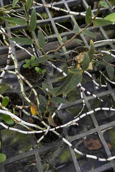 Dendrobium officinale 鐵皮石斛