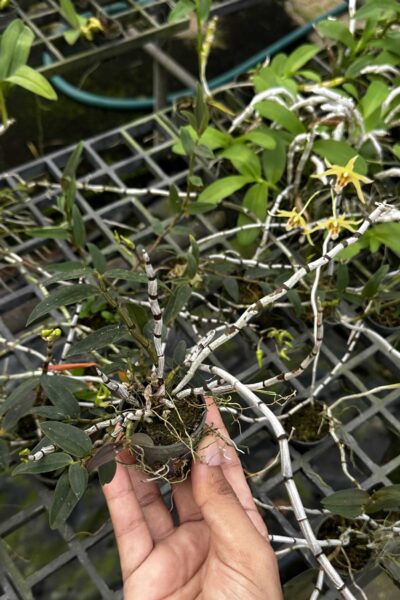 Dendrobium officinale 鐵皮石斛