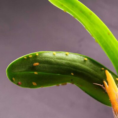 Pests-Infesting-an-Orchid