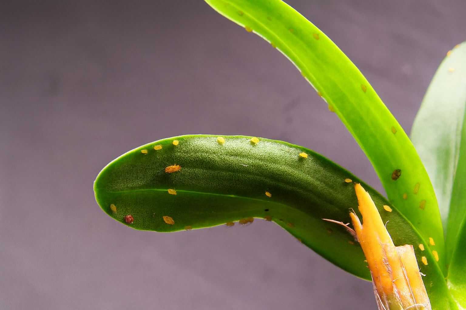 Pests-Infesting-an-Orchid