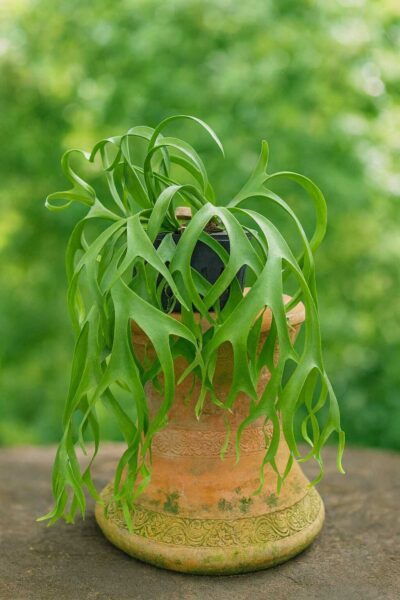 Platycerium Snow-white