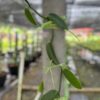 Vanilla planifolia 1 Cutting – Buy Online | Sib Orchid Vanilla planifolia Plant for grow