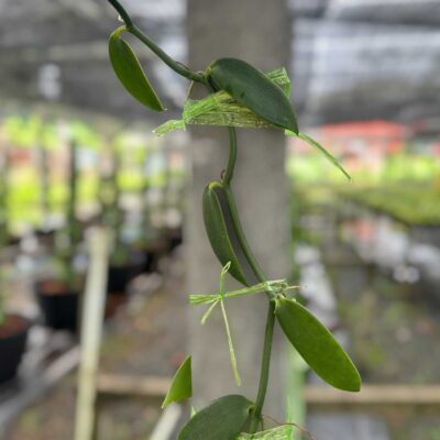 Vanilla planifolia 1 Cutting