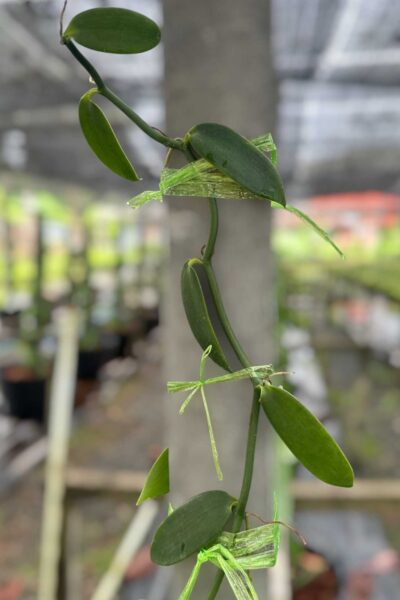 Vanilla planifolia Plant for grow