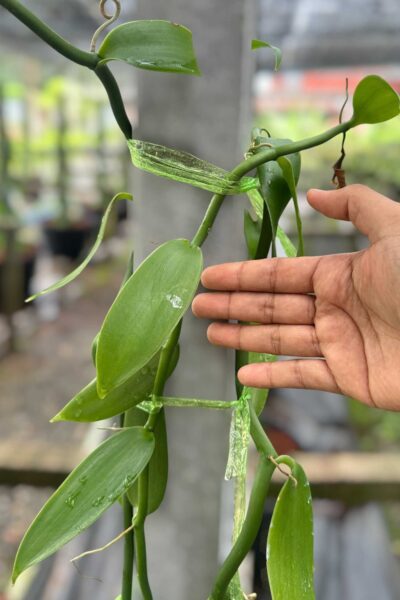 Vanilla planifolia Plant for grow