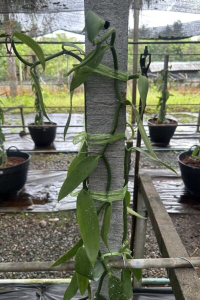 Vanilla planifolia Plant for grow
