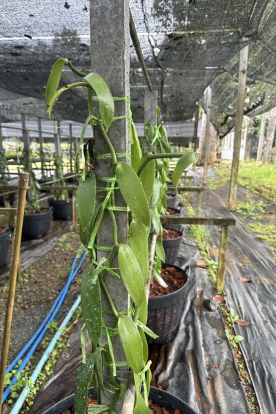 Vanilla planifolia Plant for grow