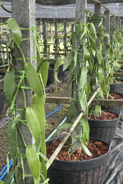 Vanilla planifolia Plant for grow