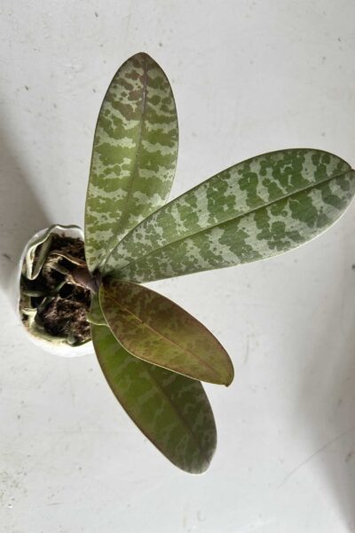 Phalaenopsis schilleriana – Blooming Size