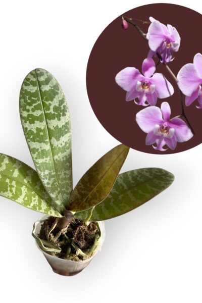 Platycerium Willinckii Jenny – Rare Orchid Species For Collectors