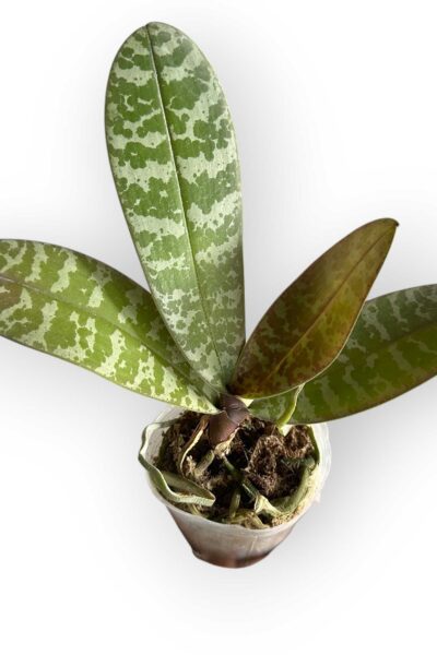 Phalaenopsis schilleriana – Blooming Size