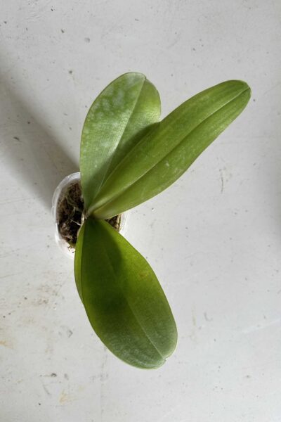 Phalaenopsis amabilis