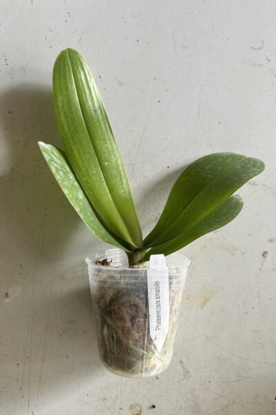 Phalaenopsis amabilis