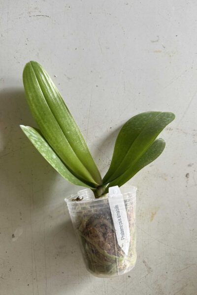 Dendrobium Lamyaiae Rare Miniature Orchid November 22, 2025