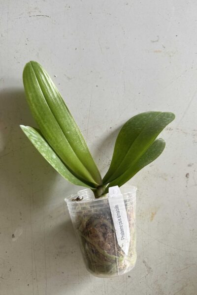 Phalaenopsis amabilis