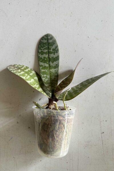 Phalaenopsis schilleriana – Blooming Size