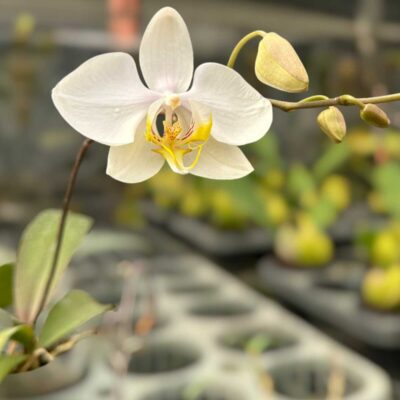 Phalaenopsis amabilis