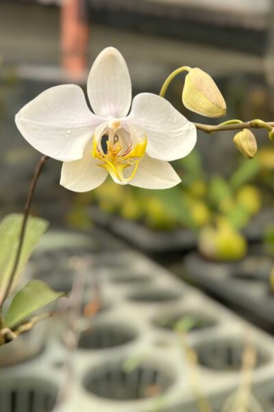 Phalaenopsis amabilis