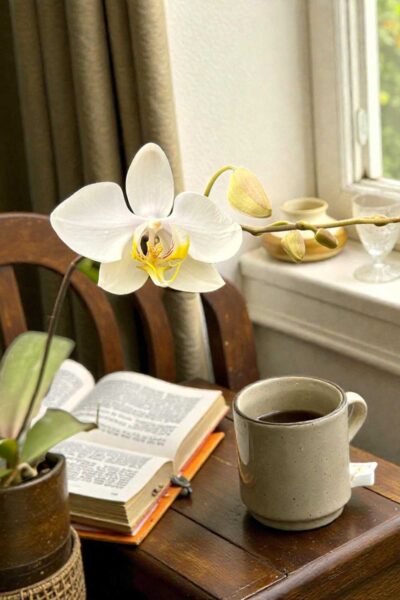 Phalaenopsis amabilis