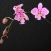 Phalaenopsis schilleriana