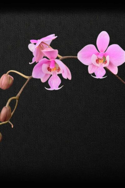 Phalaenopsis schilleriana