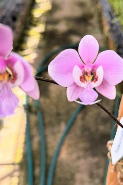 Phalaenopsis schilleriana