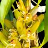 Thecopus maingayi – Buy Online | Sib Orchid Thecopus maingayi