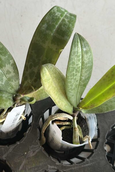 Phalaenopsis lindenii