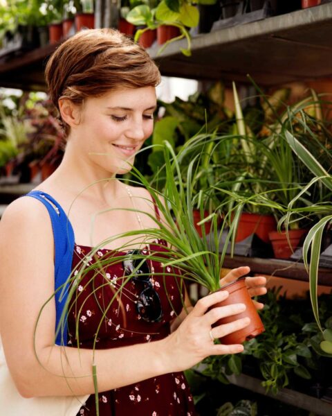 Home orchid plant for sale