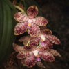 Phalaenopsis gigantea orchid plant for sale