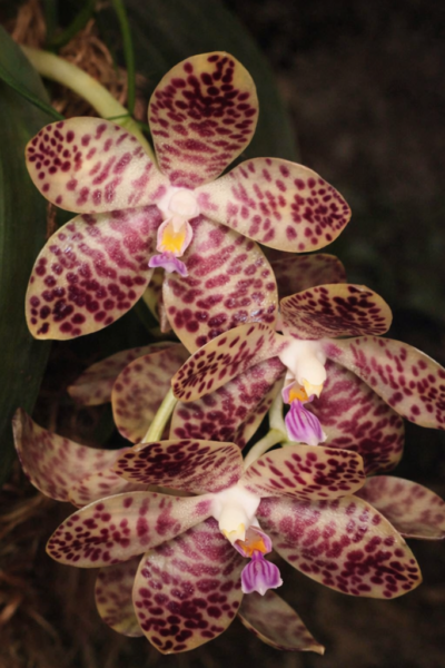 Phalaenopsis gigantea