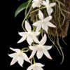Aerangis biloba miniature orchid small size plant with compact green leaves